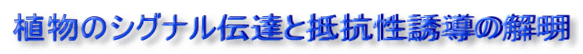 植物のシグナル伝達と抵抗性誘導の解明